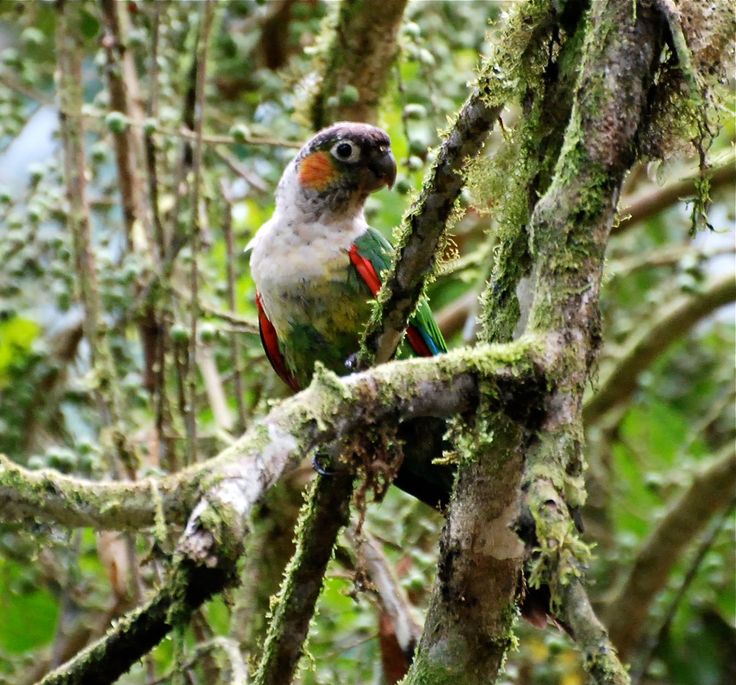 Conure à col blanc